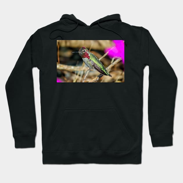 Anna's Hummingbird Perched on a Branch Hoodie by JeffreySchwartz